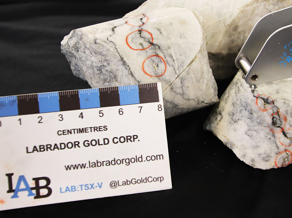 Labrador Gold